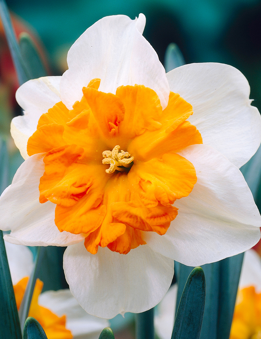 Daffodil Parisienne