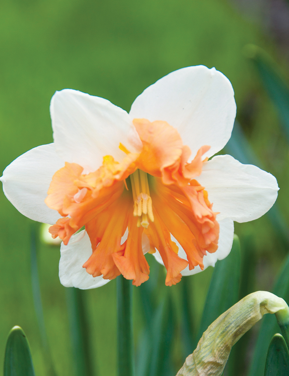 Pink Daffodils 'Shrike'