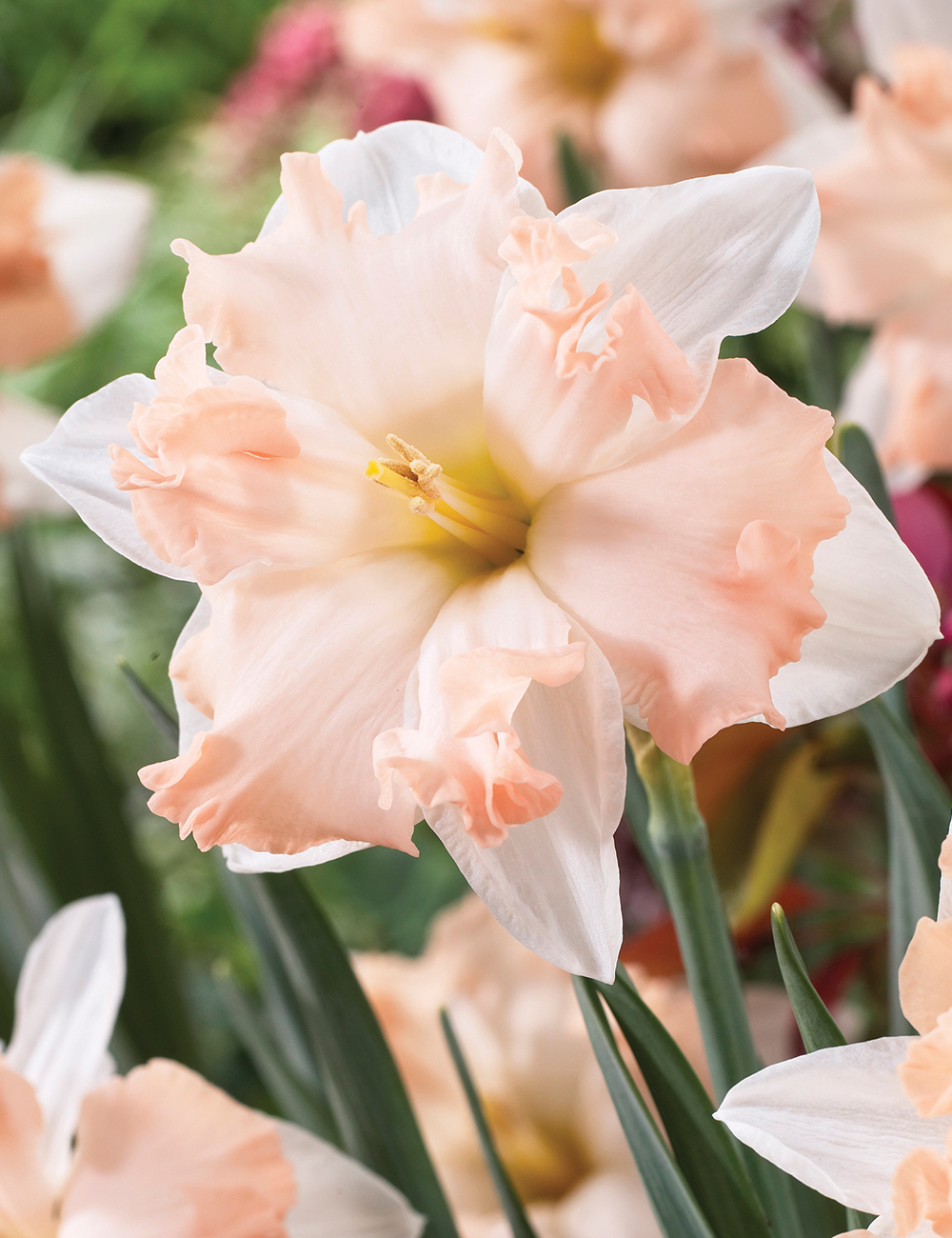 Butterfly Daffodil Waltz