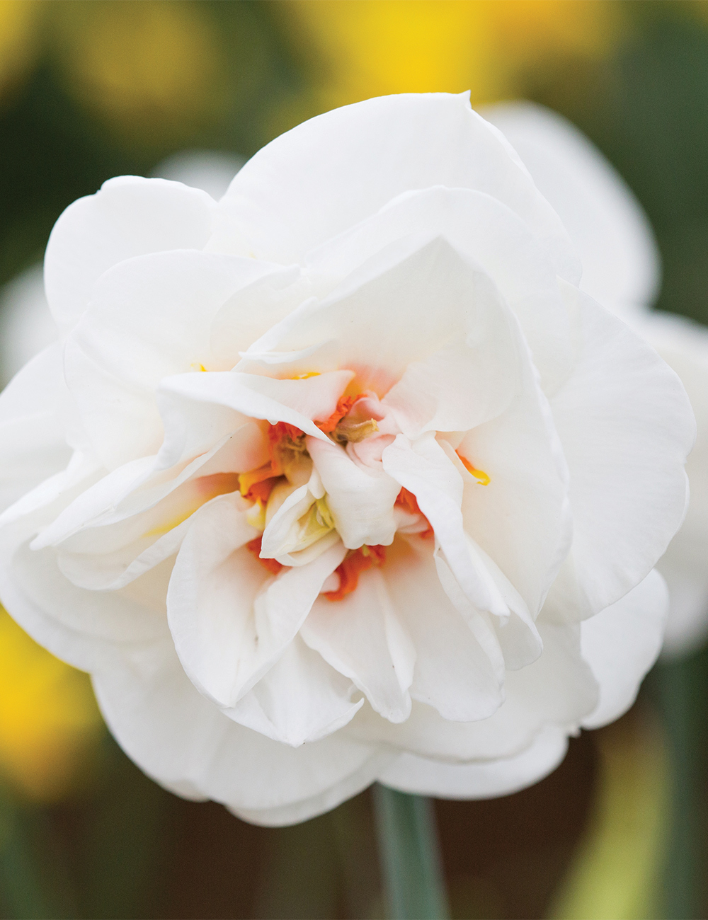 Double Daffodil 'Acropolis'