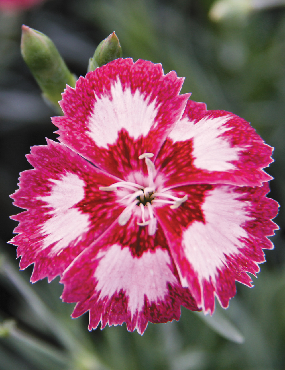 Dianthus 'Angel of Desire'