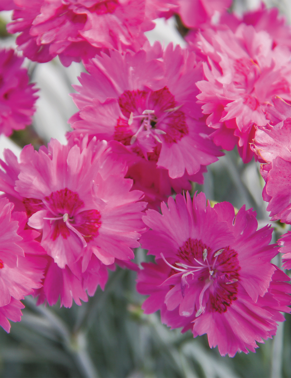 Dianthus 'Angel of Grace'