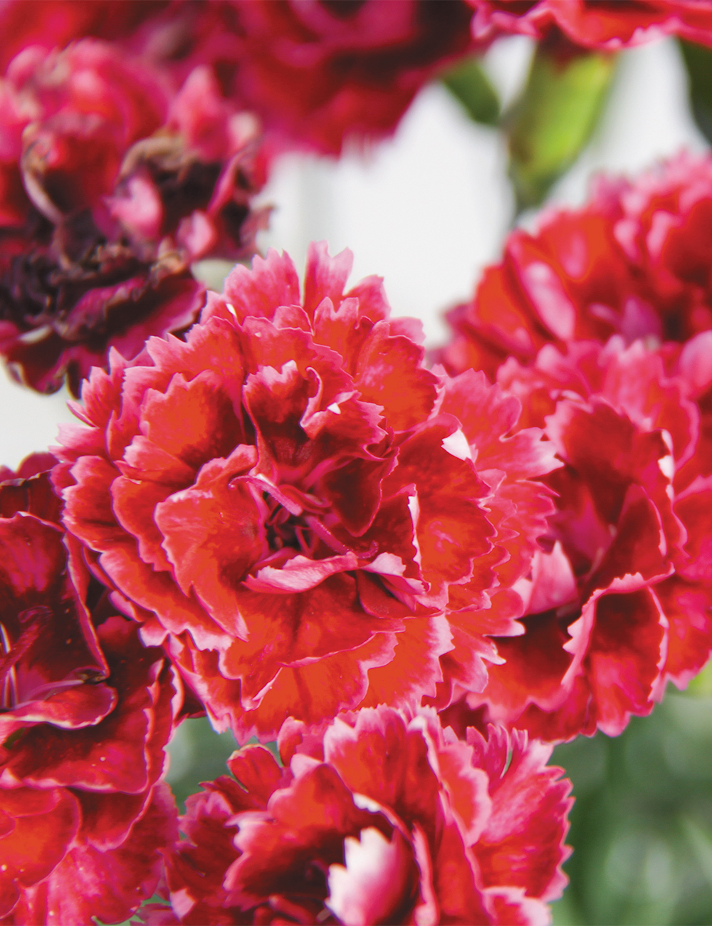 Dianthus 'Angel of Harmony'