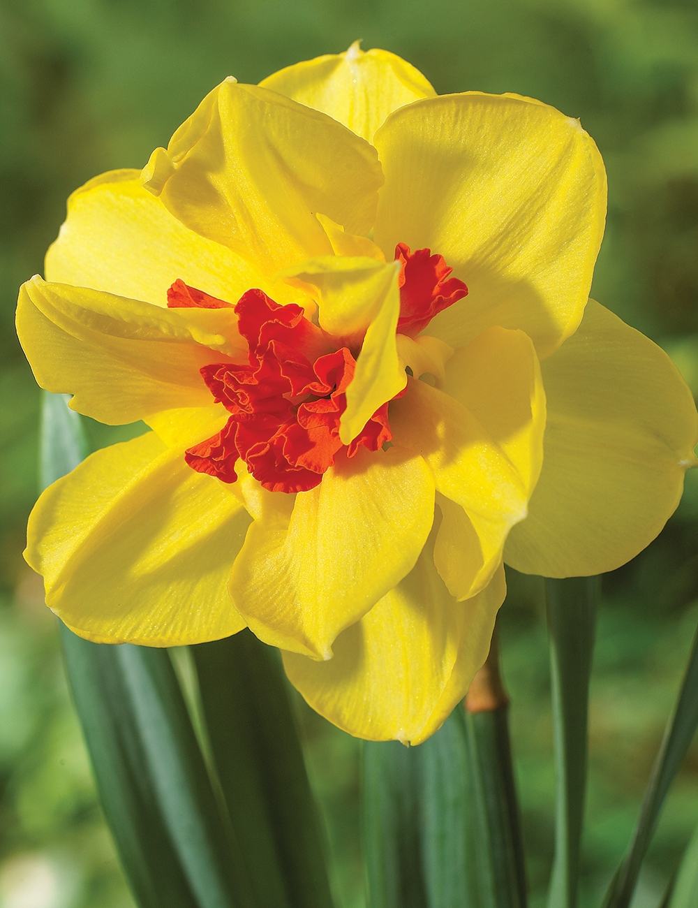 Double Daffodils 'Ascot'