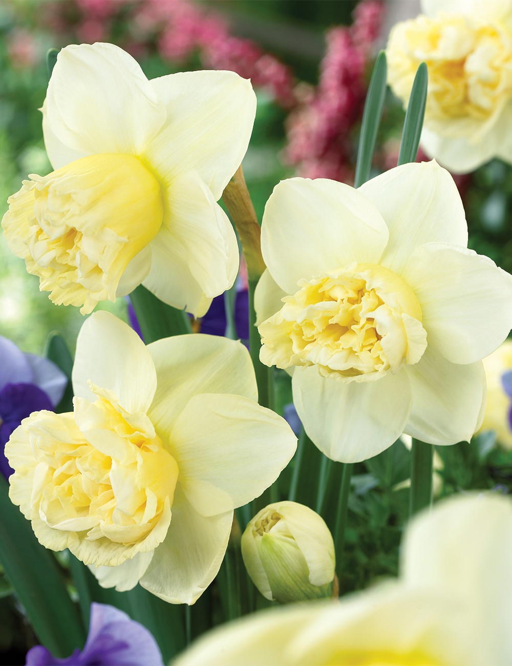 Double Daffodil 'Art Design'