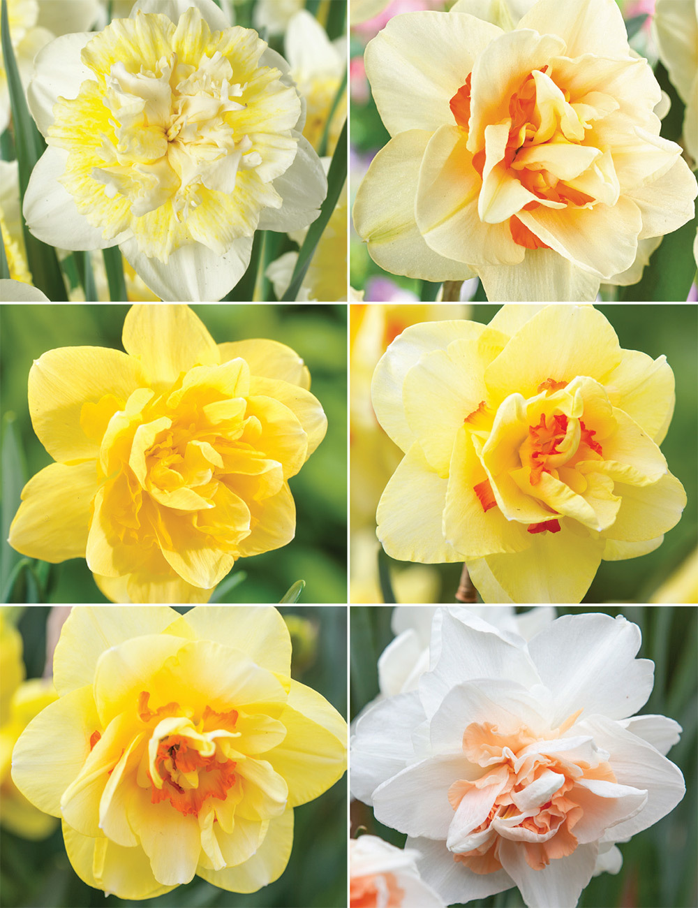 Double Daffodils (reduced) Collection