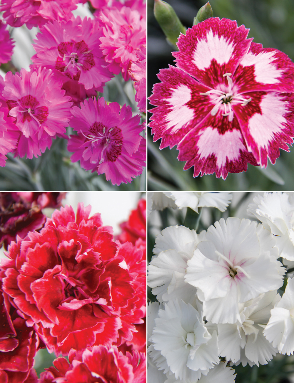 Dianthus (reduced) Collection