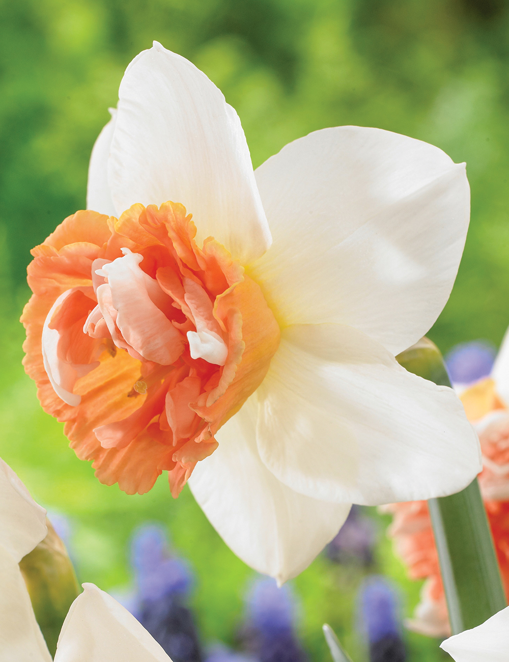 Double Daffodil 'Candy Princess'