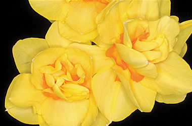 Double Daffodil Cointreau