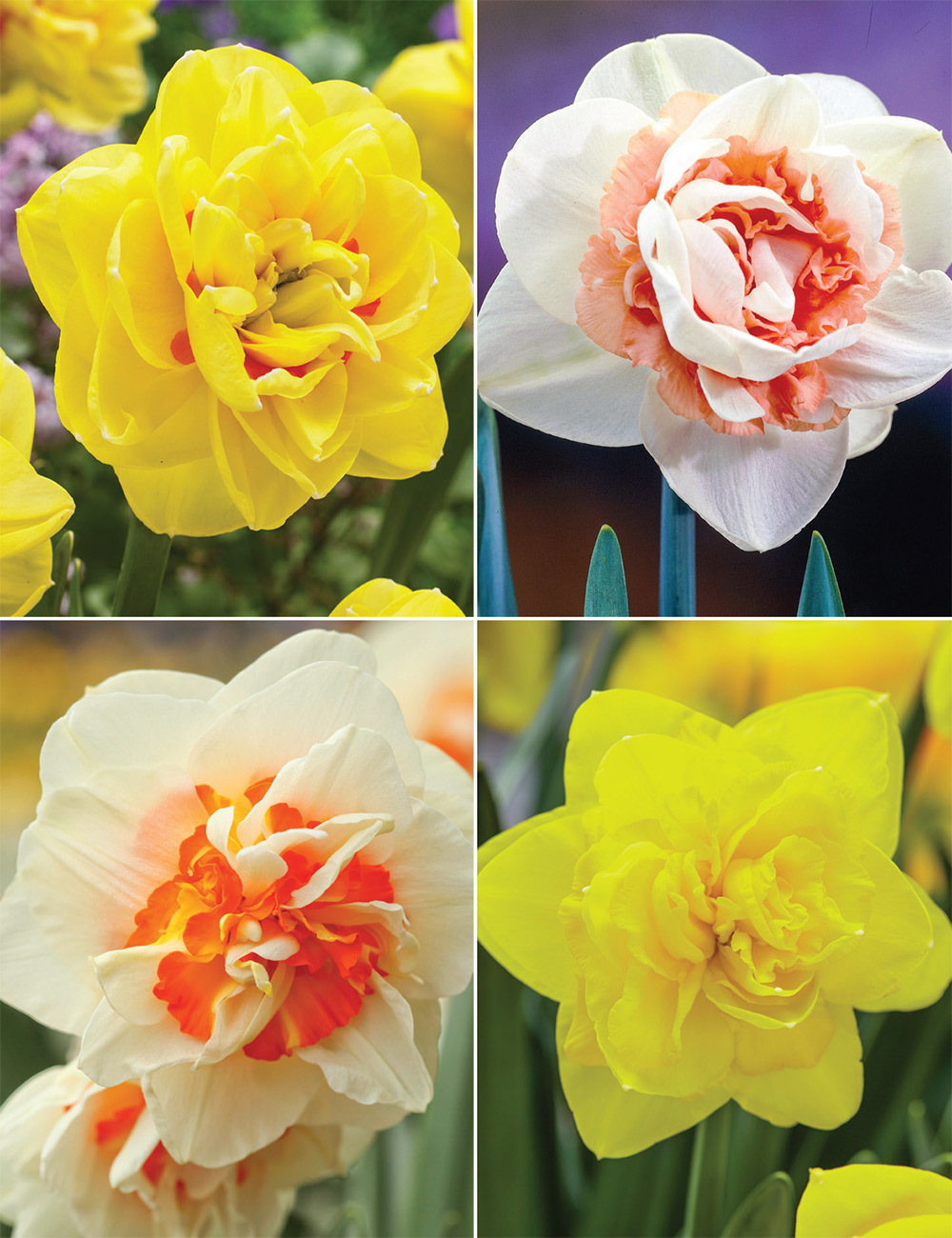 Double Daffodils Collection