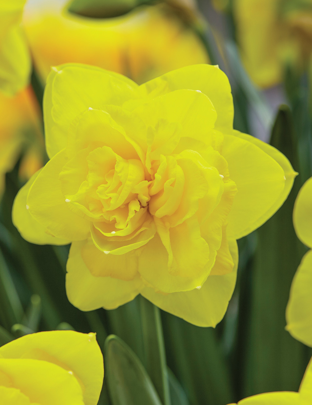 Double Daffodil 'Double Power'