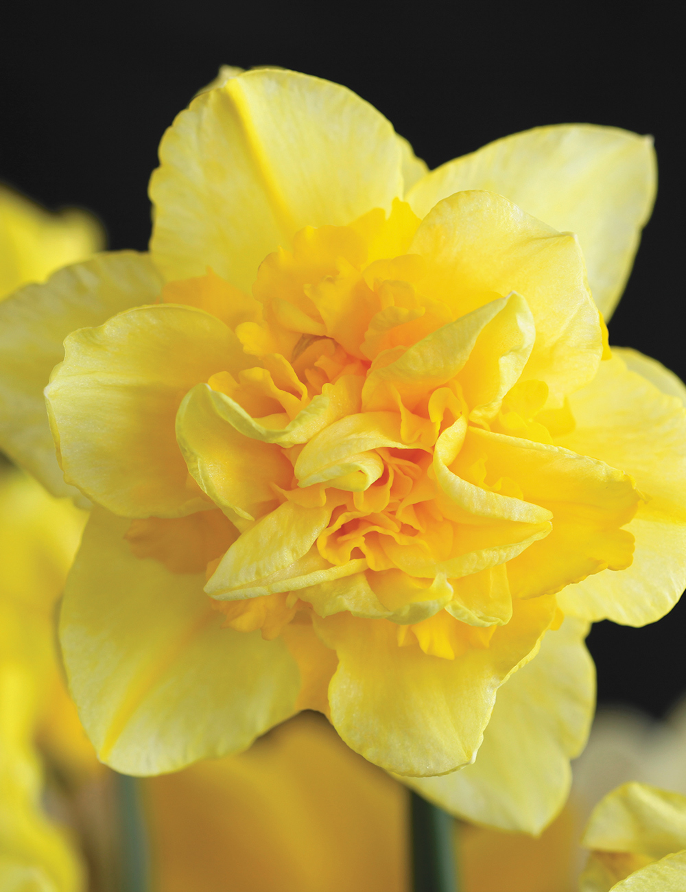 Daffodil Dick Wilden