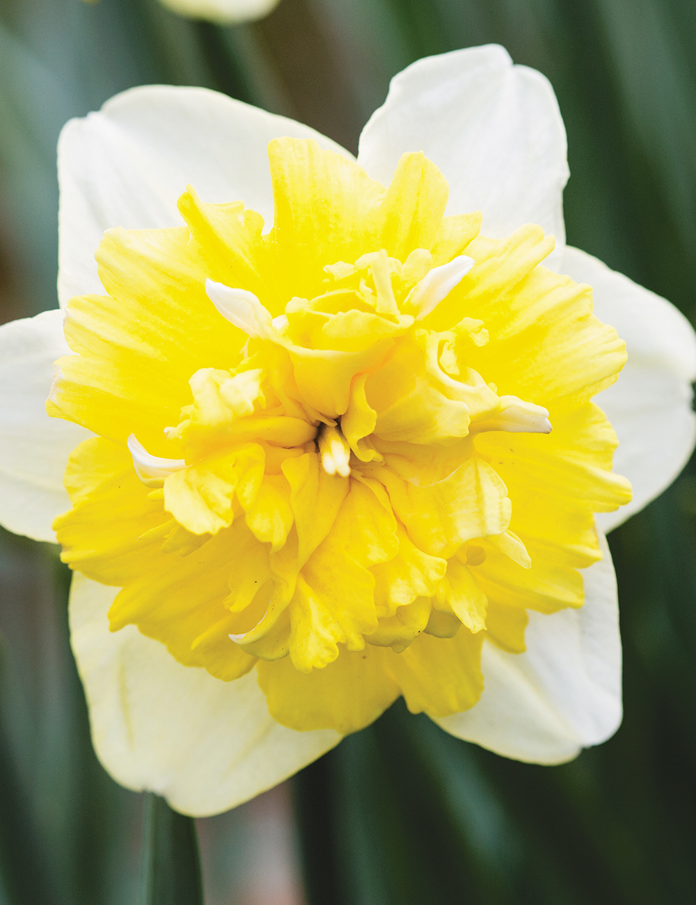 Double Daffodil 'Full House'