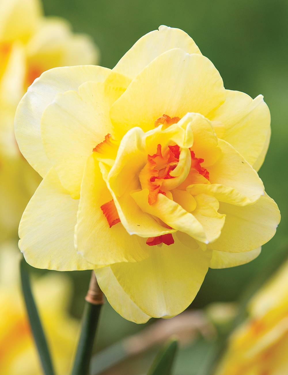 Double Daffodil 'Double Fashion'