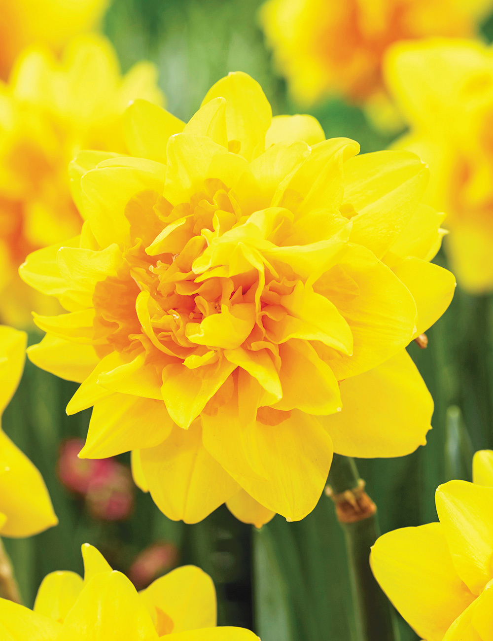 Double Daffodil 'Hollands Chase'