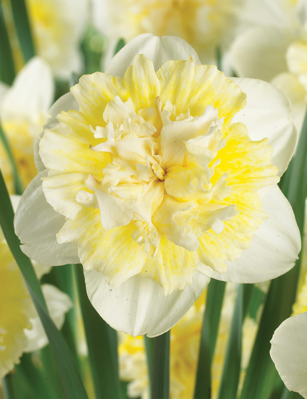 Double Daffodil 'Ice King'
