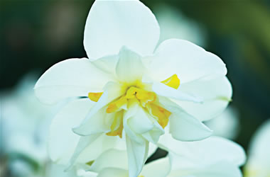 Daffodils Lune De Miel