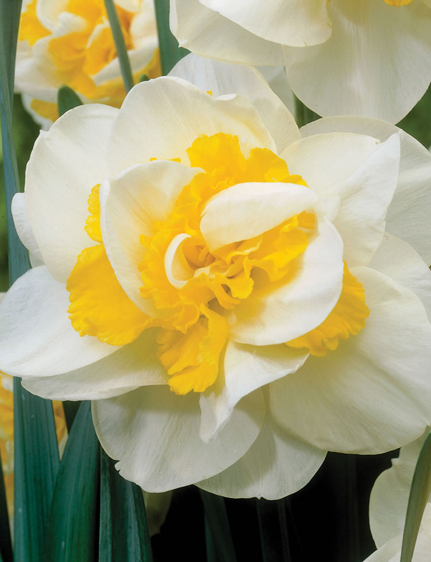 Daffodil Mist of Avalon