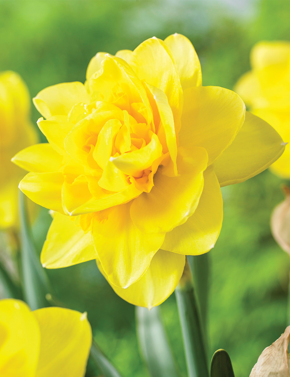 Double Daffodil 'Meribel'