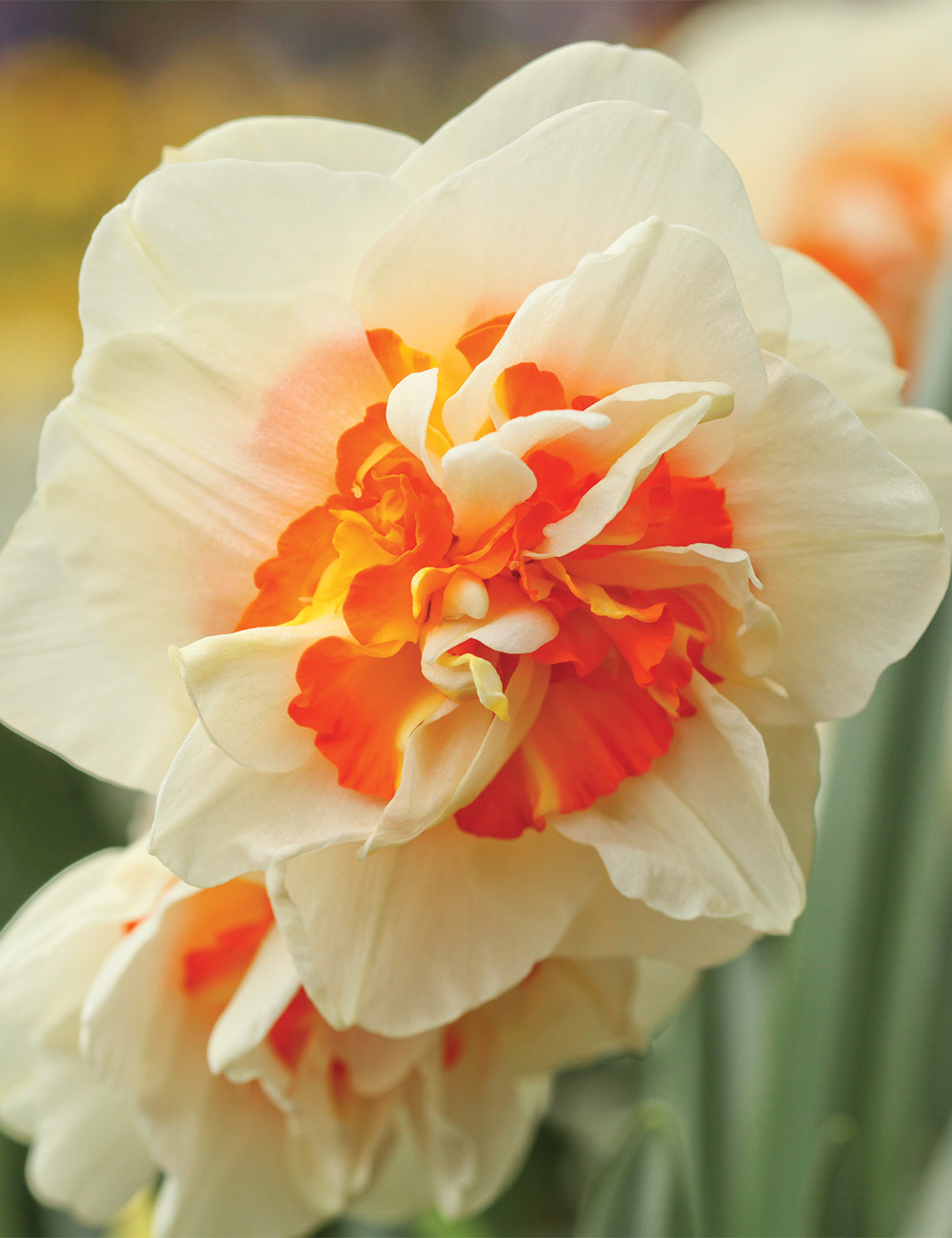 Double Daffodil 'Madison'
