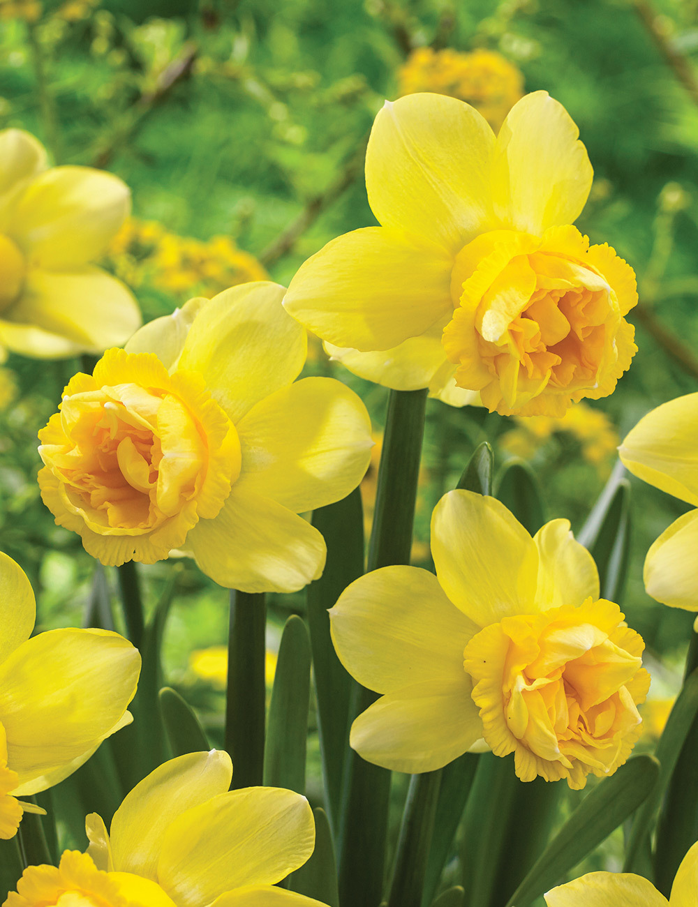 Double Daffodil 'Milena'