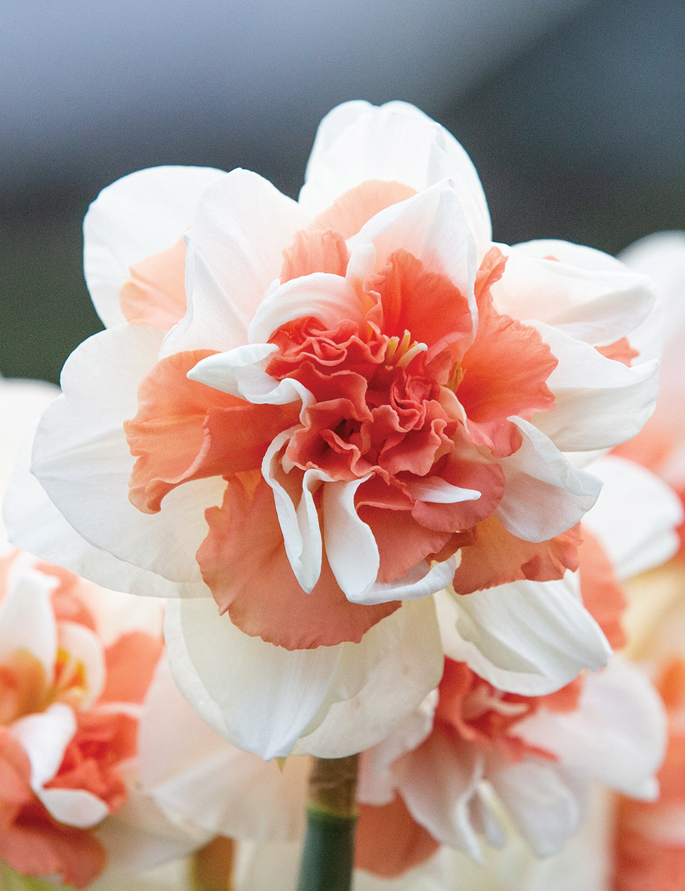 Double Daffodil 'My Story'