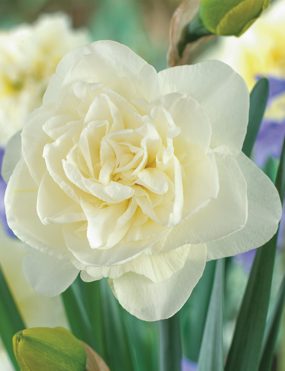Double Daffodil 'Obdam'