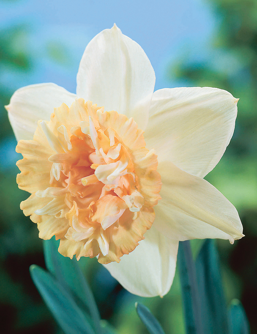 Daffodil Petit Four