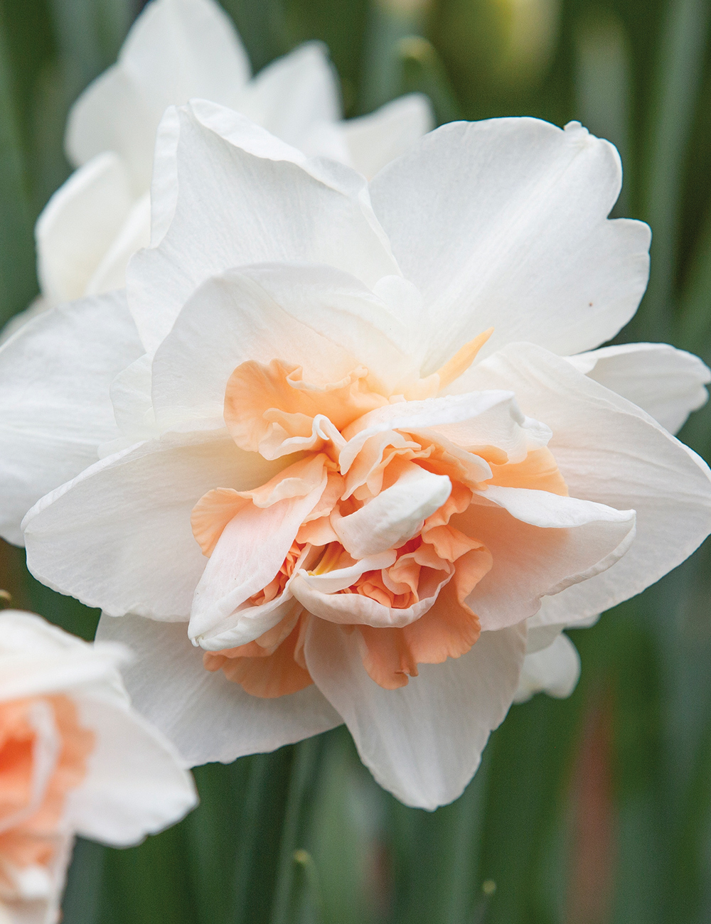 Double Daffodil 'Replete'