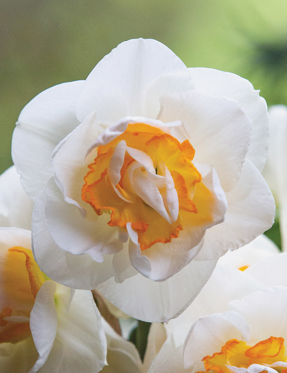 Double Daffodil 'Romantic Paradise'