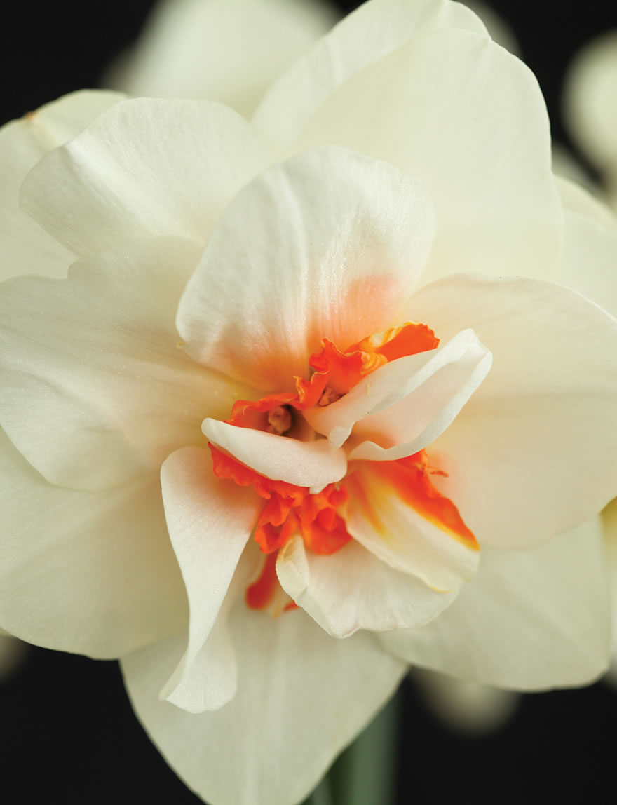 Double Daffodil Strawberry Ruffles