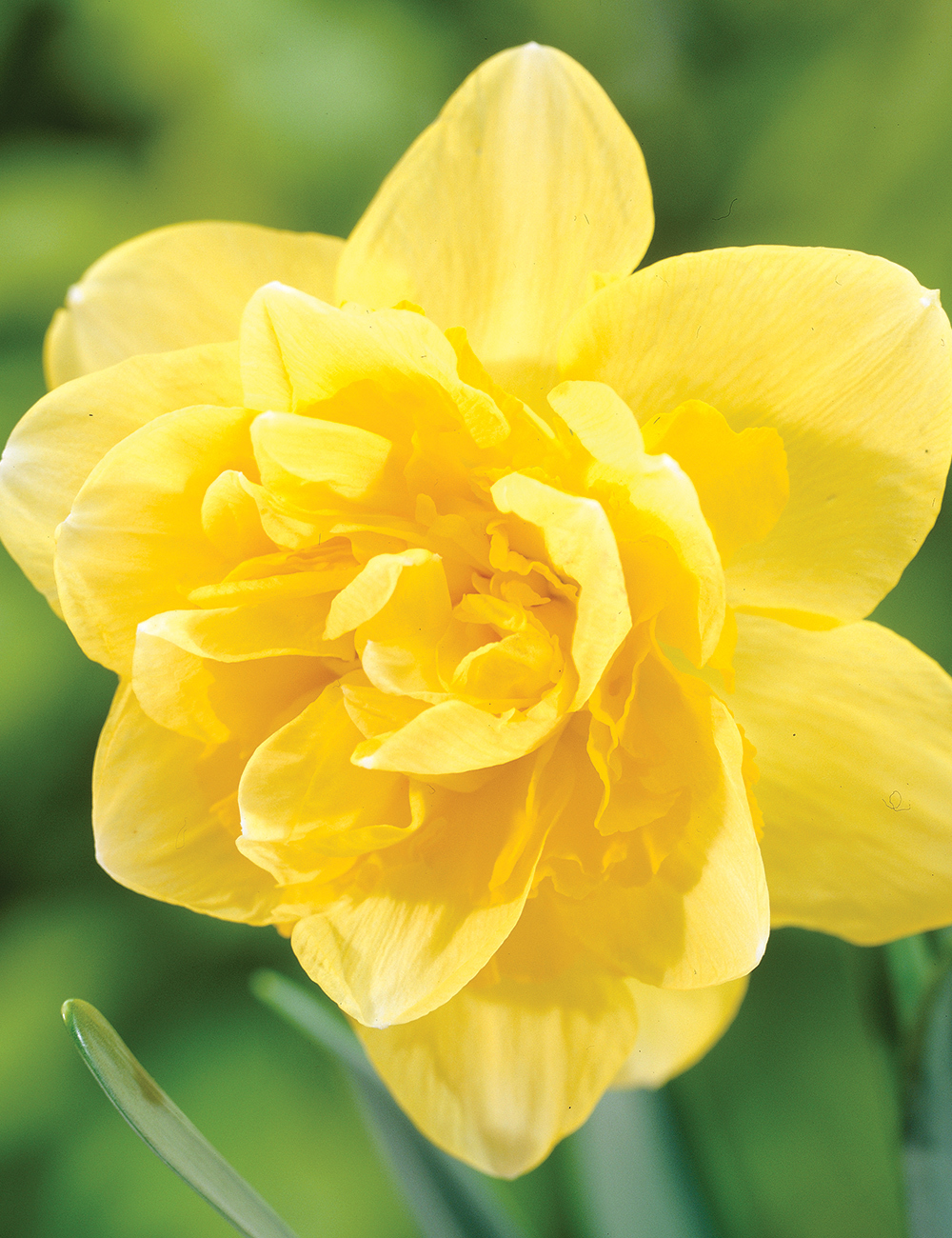 Double Daffodil 'Safina'
