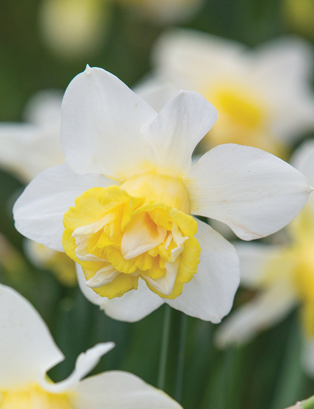 Double Daffodil 'Salou'