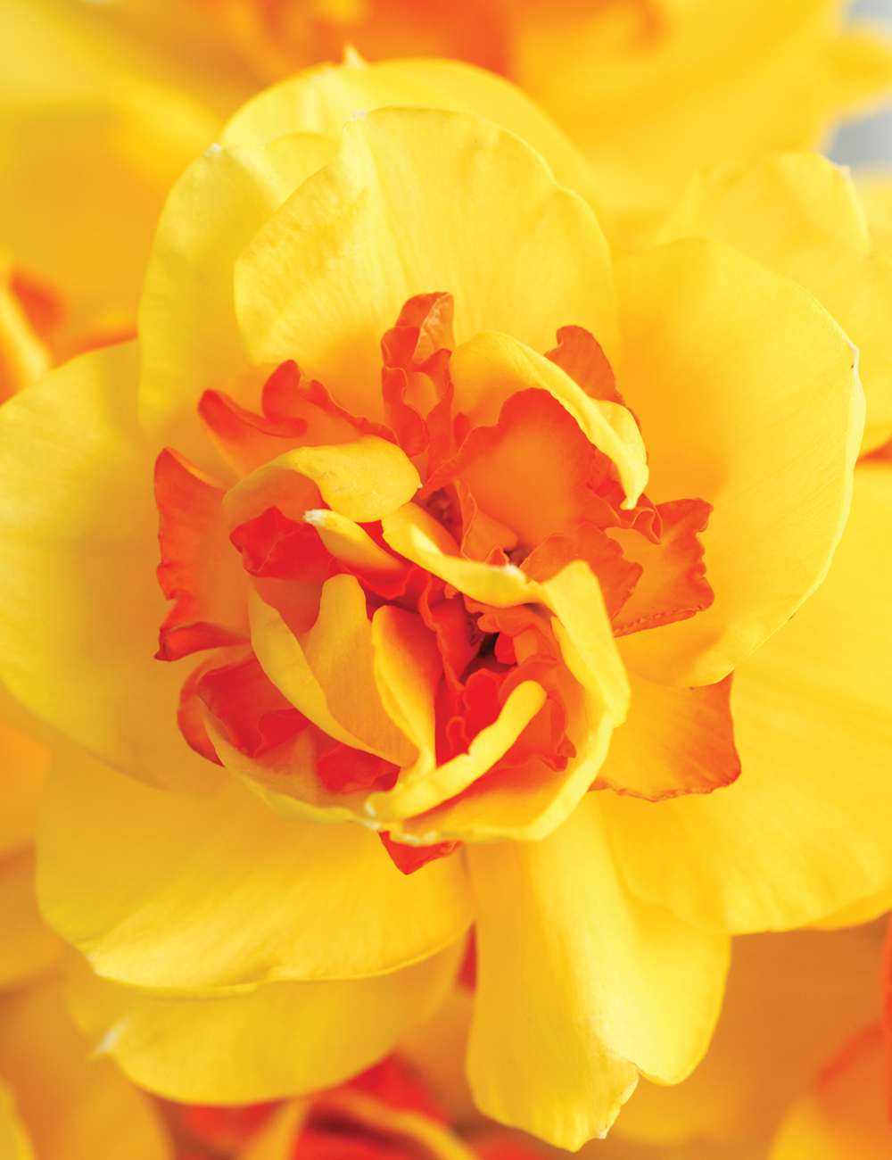 Double Daffodil 'Tamar Fire'