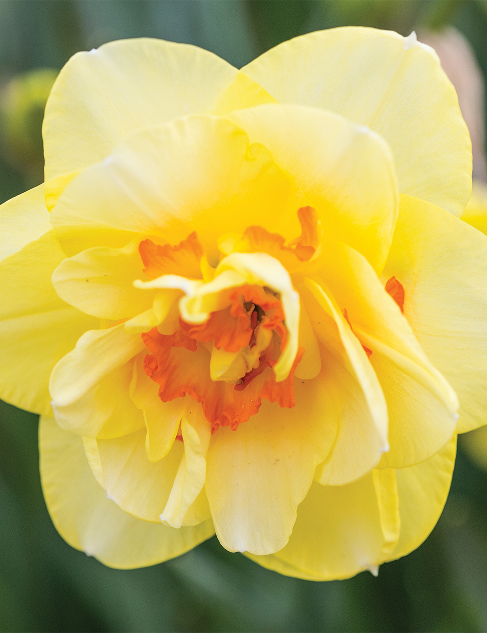 Double Daffodil 'Tahiti'