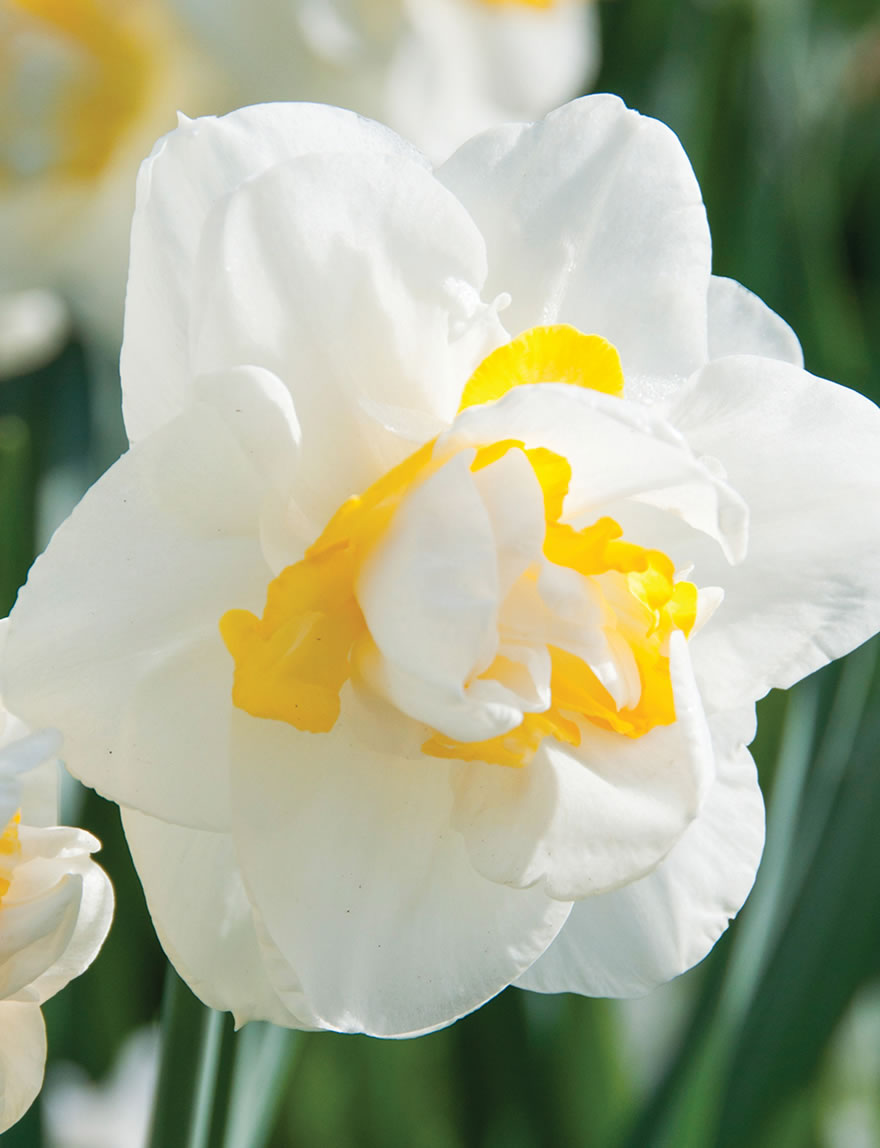 Daffodil Delights Unique