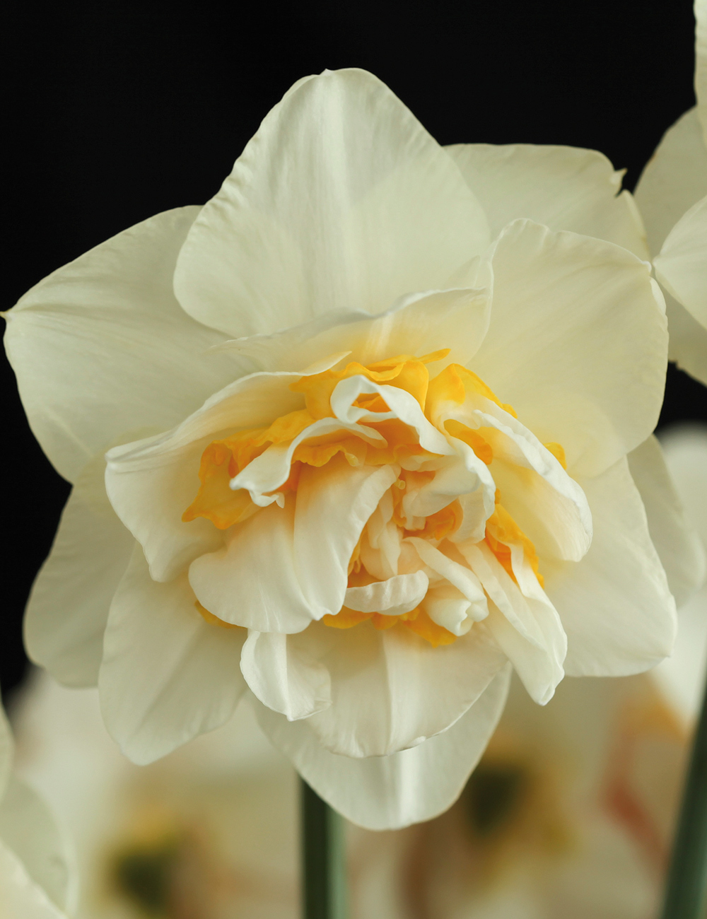 Double Daffodil 'White Lion'