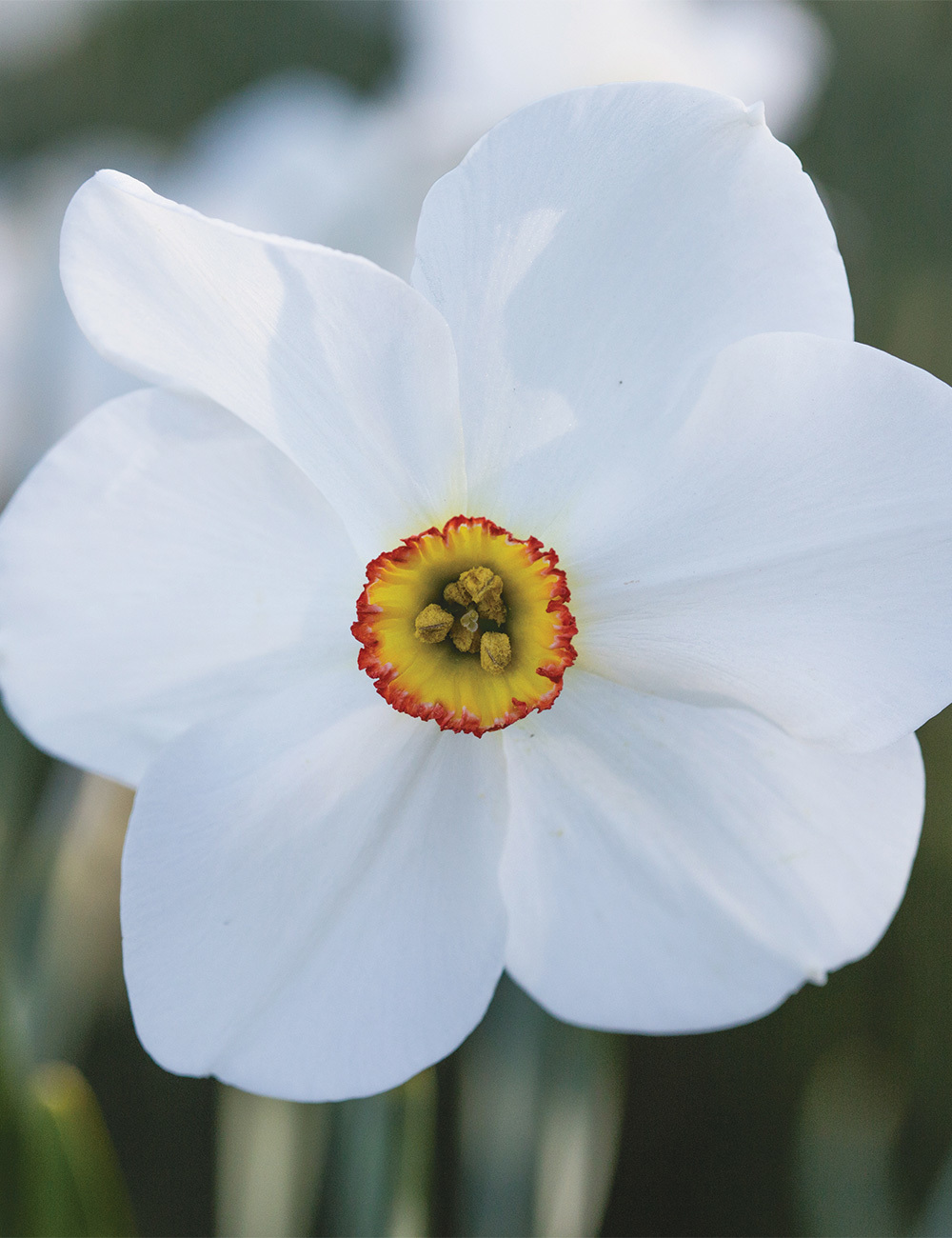 Pheasant's Eye Daffodil 'Actaea'