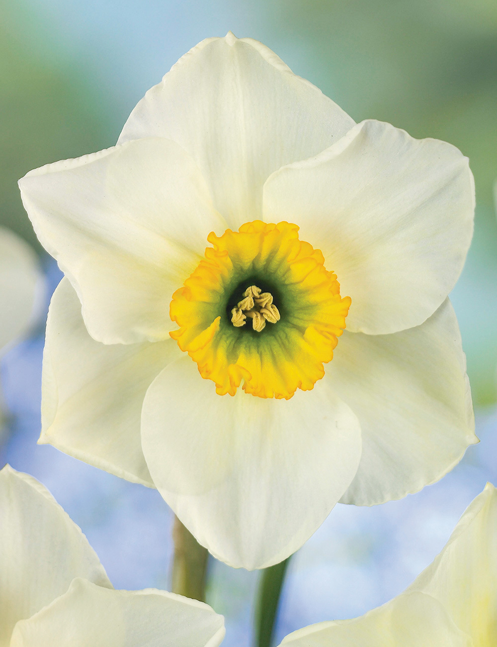 Pheasant's Eye Daffodil 'Lancaster'