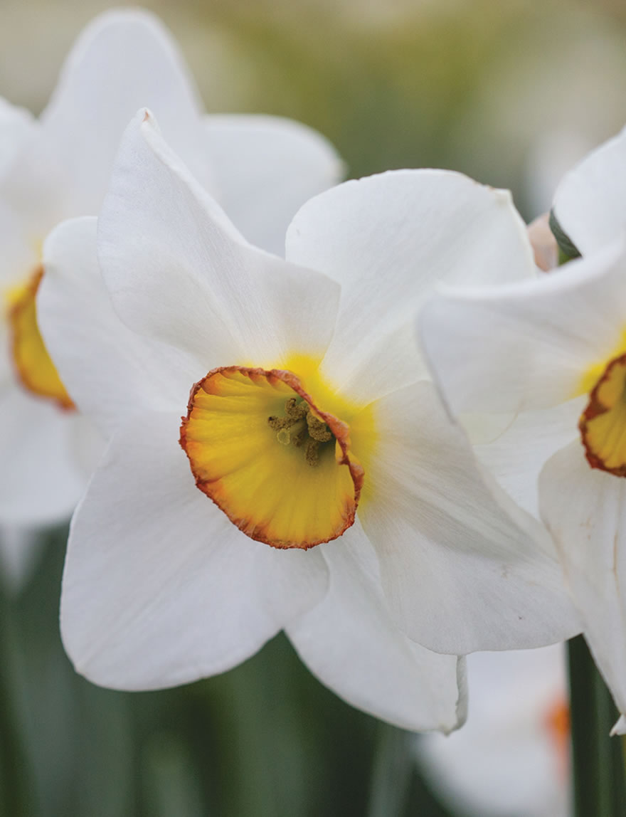 Pheasant's Eye Daffodils Langley Dandy