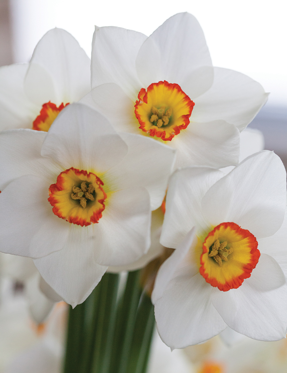 Pheasant's Eye Daffodil 'Poetry in Motion'
