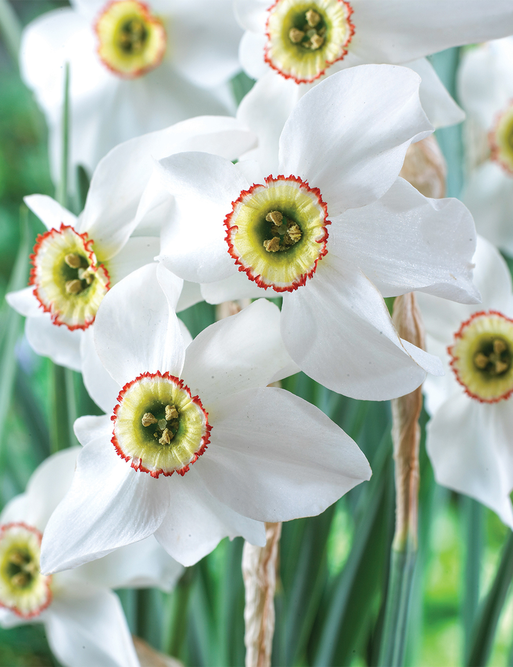 Pheasant's Eye Daffodil var. recurvus