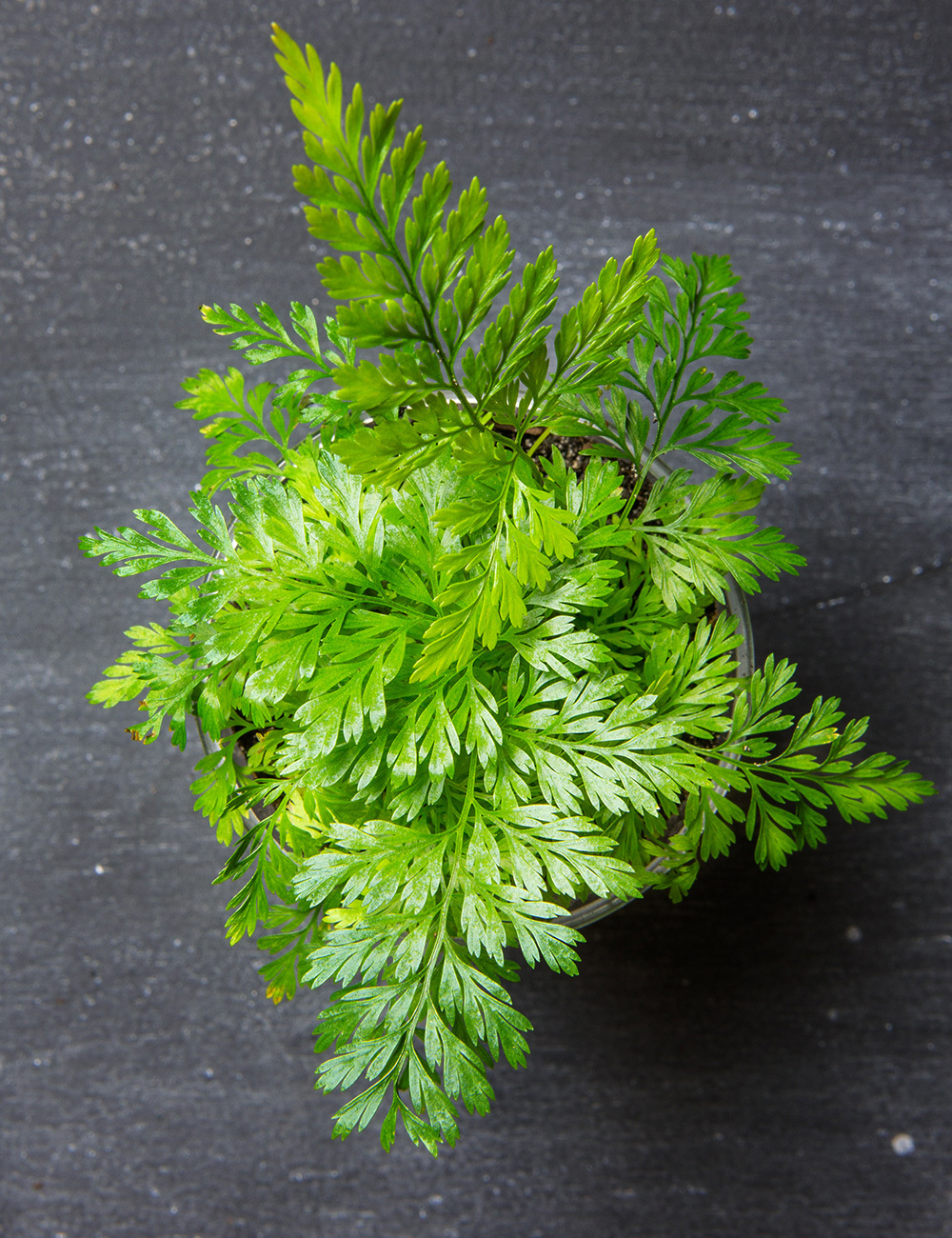 Rabbit's Foot Fern