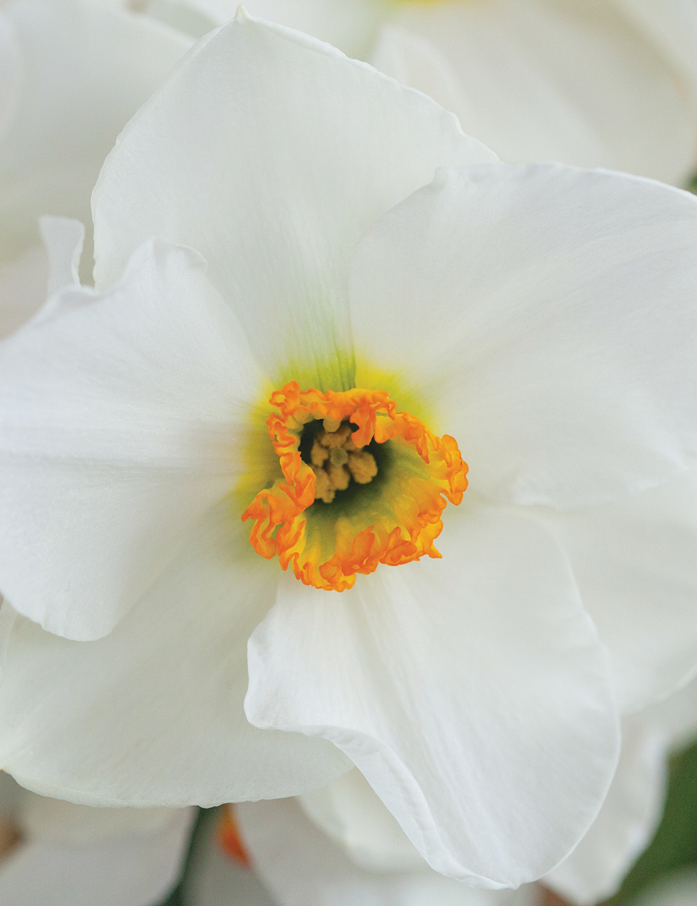 Pheasant Eye Daffodil Sea Green