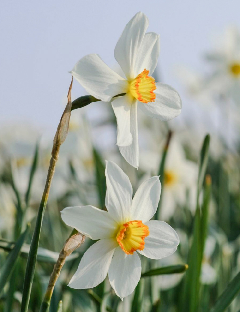 Pheasant's Eye Daffodil Seagull