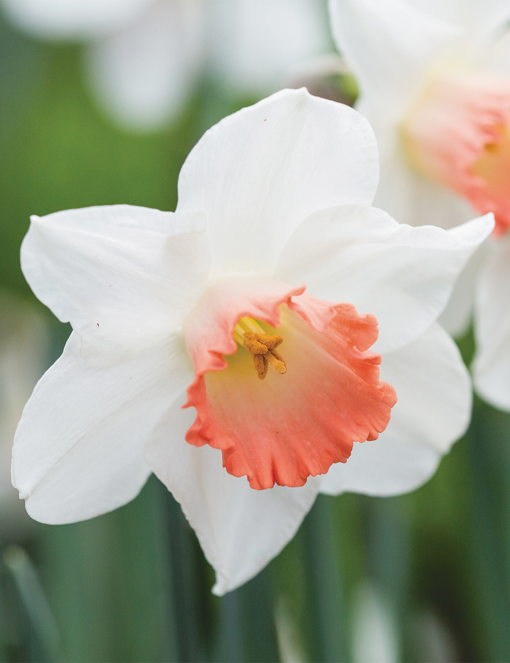 Daffodil 'Accent'