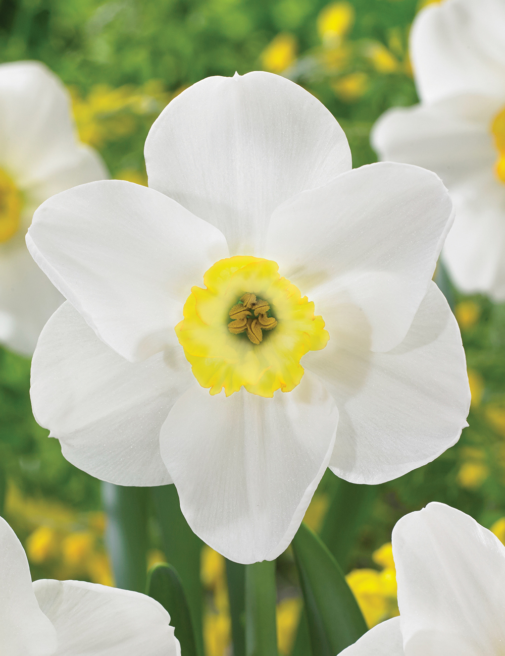 Daffodil 'Aircastle'