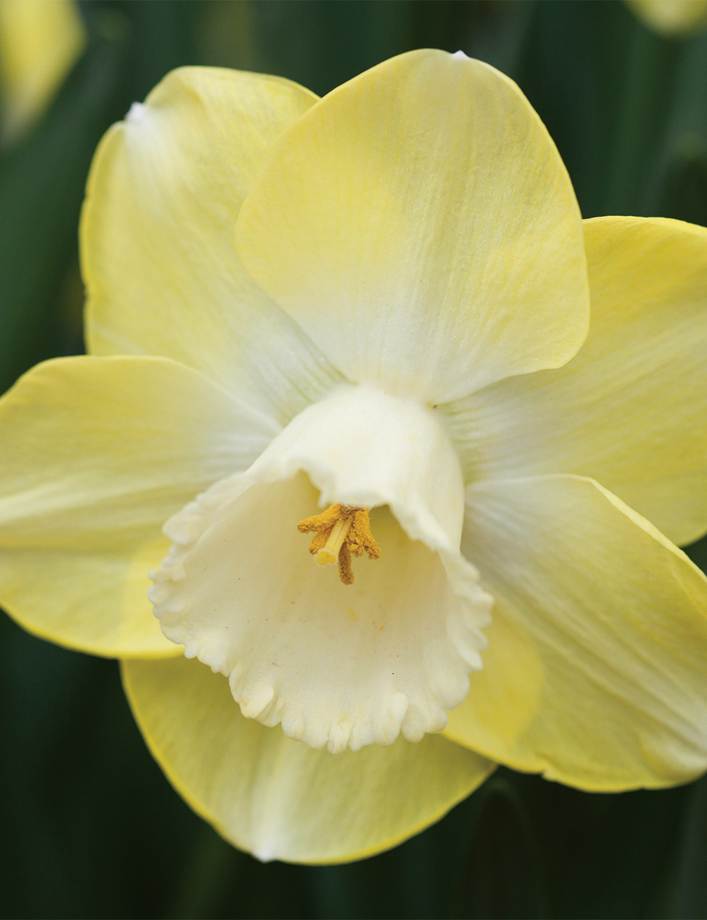 Daffodil 'Avalon'