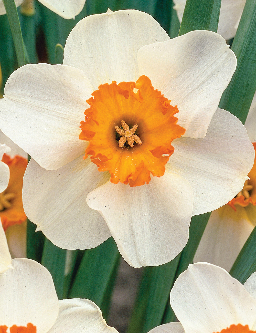 Daffodil 'Barrett Browning'