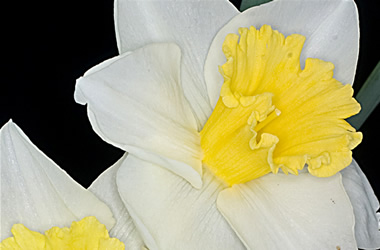 Daffodil Bread and Cheese